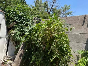 Bush Trimming by Manuel Lucero for Penny R. in Albuquerque, NM