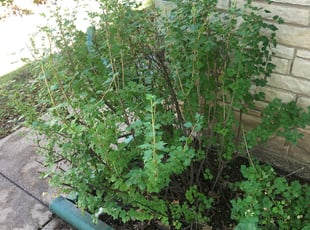 Bush Trimming by Arnan Valmont for John K. in Milwaukee, WI