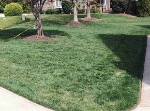 Jalleeza K.'s Lawn Mowing Service service result