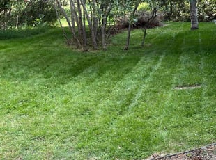 William B.'s Grass Cutting service result