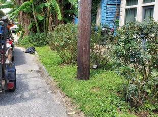Bush Trimming by Jaymie Lewis for John P. in New Orleans, LA
