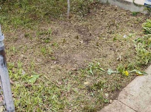Weeding by Allan Roberts for Christina T. in Washington, DC