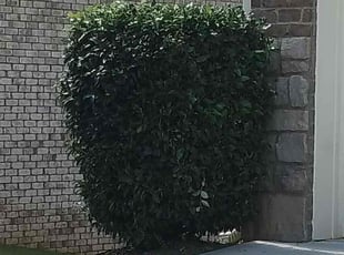 Bush Trimming by Matthew Veal for William S. in Buford, GA