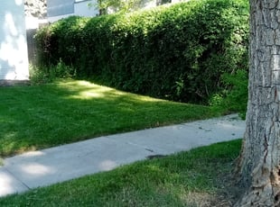 Bush Trimming by Nate Wright for David B. in Denver, CO