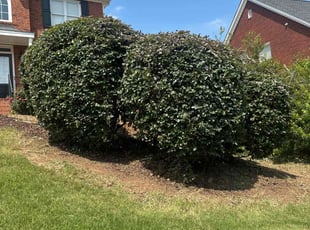 Bush Trimming by William Akins for Qianjin L. in Lawrenceville, GA