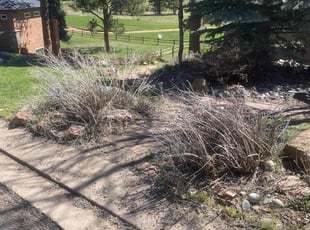 Bush Trimming by Lucas Hunt for Scott S. in Woodland Park, CO
