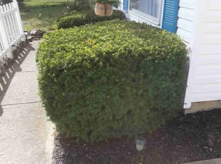 Bush Trimming by Caleb Patton for Torrance T. in Cincinnati, OH