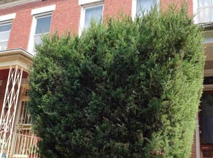 Bush Trimming by Allan Roberts for Rachel B. in Washington, DC