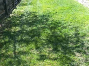 Susan W.'s Lawn Mowing service result
