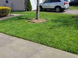 Ed S.'s Grass Cutting service result