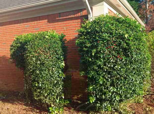 Bush Trimming by Joshua Walker for Brandee H. in Conyers, GA
