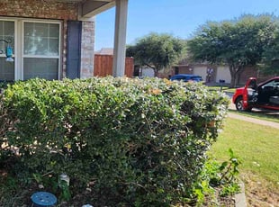 Bush Trimming by Γngel Hernandez for Audrey H. in Wylie, TX