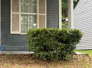 Bush Trimming by Aaron Bowden for Willando C. in Decatur, GA