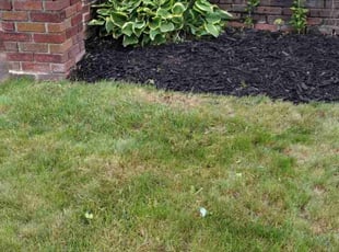 Weeding by Brett Dean for Zoretta T. in Akron, OH