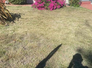 Lynnette M.'s Flower Bed Weeding service result