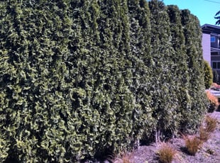 Cleanups by Jose Duarte for MUKESH P. in Bellevue, WA