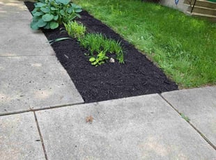 Mulching by Jose Gonzalez for Stacey C. in Bowie, MD