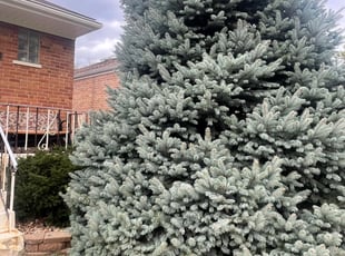 Bush Trimming by Fidel Baltazar for Mya (Myles) W. in Chicago, IL