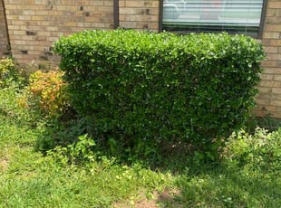 Bush Trimming by Jeffrey Robison for Troy E. in Whitehouse, TX