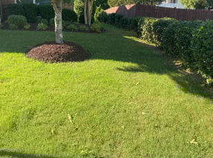David D.'s Yard Cutting service result
