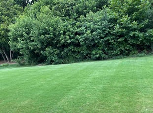 Patricia P.'s Lawn Care service result