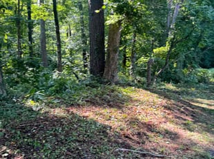 Cleanups by Vanquas Scotton for Ali M. in Chapel Hill, NC