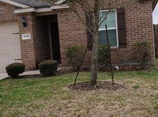 Bush Trimming by Stephen Morales for Tameka T. in Houston, TX