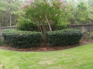 Bush Trimming by Zane Rollins for Anna D. in Columbia, SC