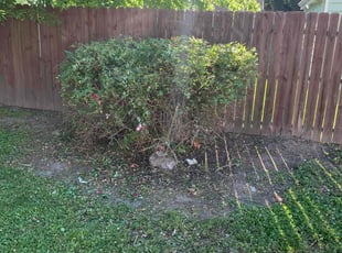 Bush Trimming by Clinton Peet for Ryan Z. in Norfolk, VA