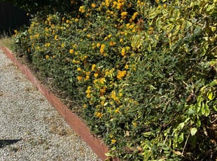 Bush Trimming by Fernando Gomez Rodriguez for Kara A. in Los Angeles, CA