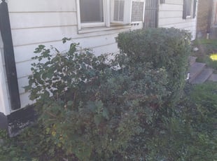 Bush Trimming by Robert Pace for Leann L. in Indianapolis, IN