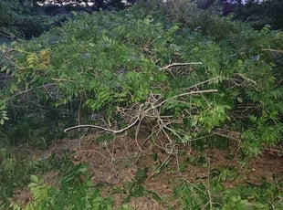Bush Trimming by Clyde Scotton for Angela K. in Chapel Hill, NC