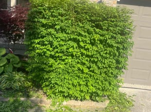 Bush Trimming by Josiah Gibbs for Abishek G. in Mason, OH