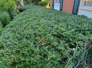 Bush Trimming by Edwin Villagran for Nikol J. in Rockville, MD