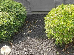 Bush Trimming by Bryan Osment for B P. in Spartanburg, SC