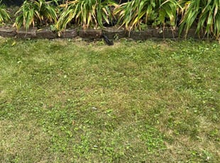 Weeding by Jalen Barbee for Chuntea P. in Warren, MI