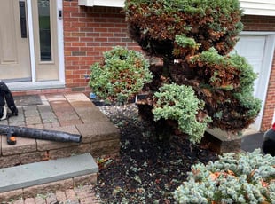Bush Trimming by Pleasant Rowe for Angela P. in Albany, NY