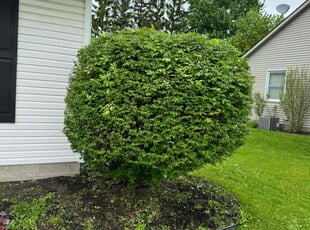Bush Trimming by Tabitha Drager for Gladys K. in Spencerport, NY