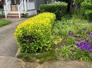 Bush Trimming by Dominic Curiale for Julianne M. in Rocky River, OH