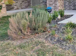 Bush Trimming by Valery Wahl for Enrique L. in San Antonio, TX