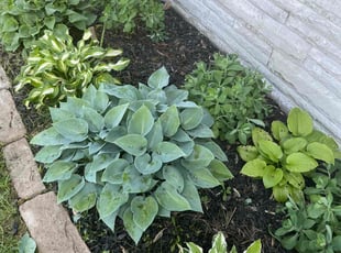 Weeding by Valquez Russell for Nate D. in Columbus, OH