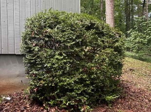 Bush Trimming by Taylor Freeman for Steven P. in Marietta, GA
