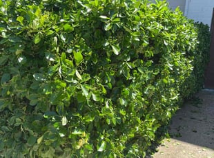 Bush Trimming by Jason Scott for Shay R. in Gaithersburg, MD