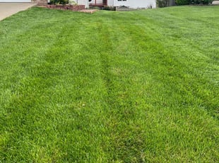 David G.'s Lawn Mowing service result