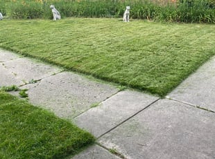 Anissa D.'s Lawn Care service result