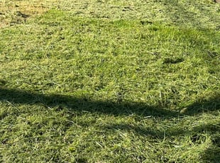 Ethan M.'s Yard Cutting service result