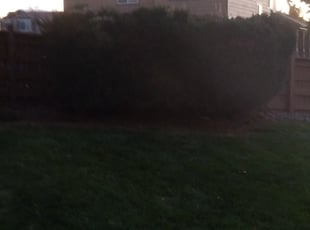 Bush Trimming by Marsha Fosnight for Ashli W. in Commerce City, CO