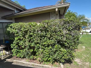 Bush Trimming by Ramon Taguja for Salome W. in Riverview, FL