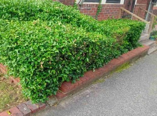 Bush Trimming by Jay Miller for Mark W. in Memphis, TN