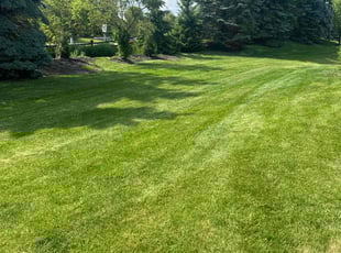Olivia R.'s Yard Cutting service result